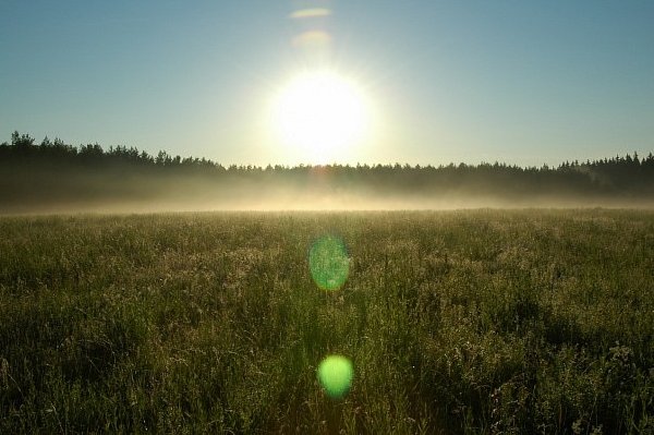 В Сумской области отдадут в аренду лесной участок