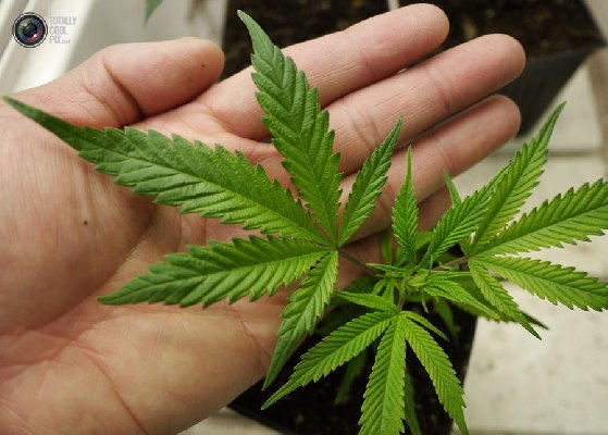 У 31-летнего жителя Шостки милиционеры изъяли марихуану