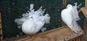 Выставка-ярмарка голубей в Сумах