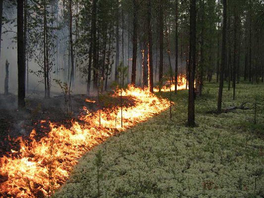 На Сумщине сохраняется опасность возникновения лесных пожаров