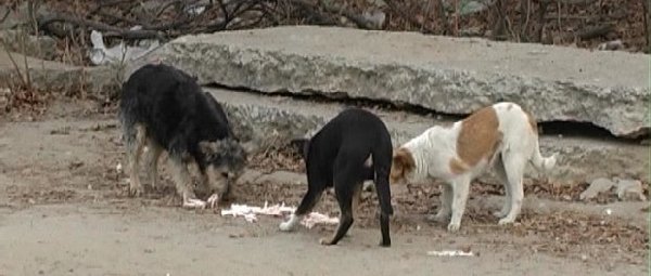 С начала года в Сумах бродячие собаки покусали 14 человек