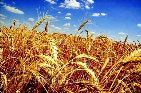 Хлеборобы Сумщины собрали более половины урожая зерновых
