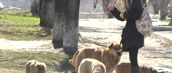 Сумчан стали чаще кусать бездомные собаки