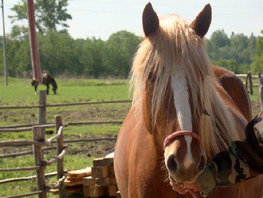 На Конотопщине у местного жителя украли лошадей