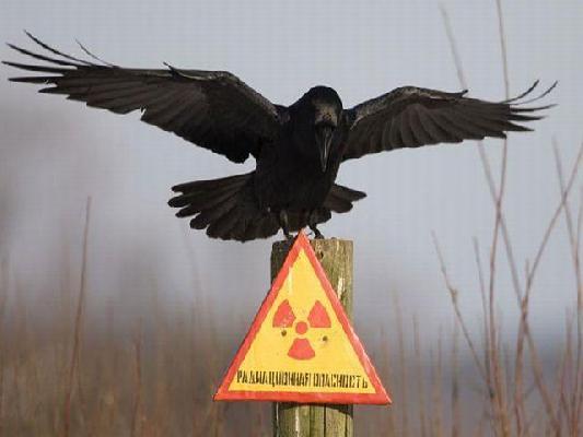 Чернобыль не имеет прошедшего времени...