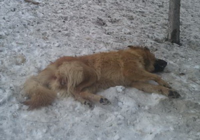 В Сумах продолжают находить трупы бездомных собак