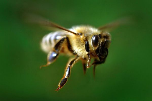 На Сумщине мужчина погиб от укусов пчёл